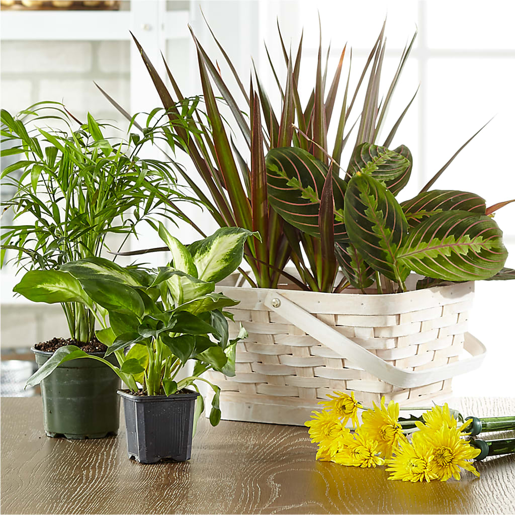Florist Designed Blooming and Green Plants in a Basket – SMITH'S, Salt Lake City UT