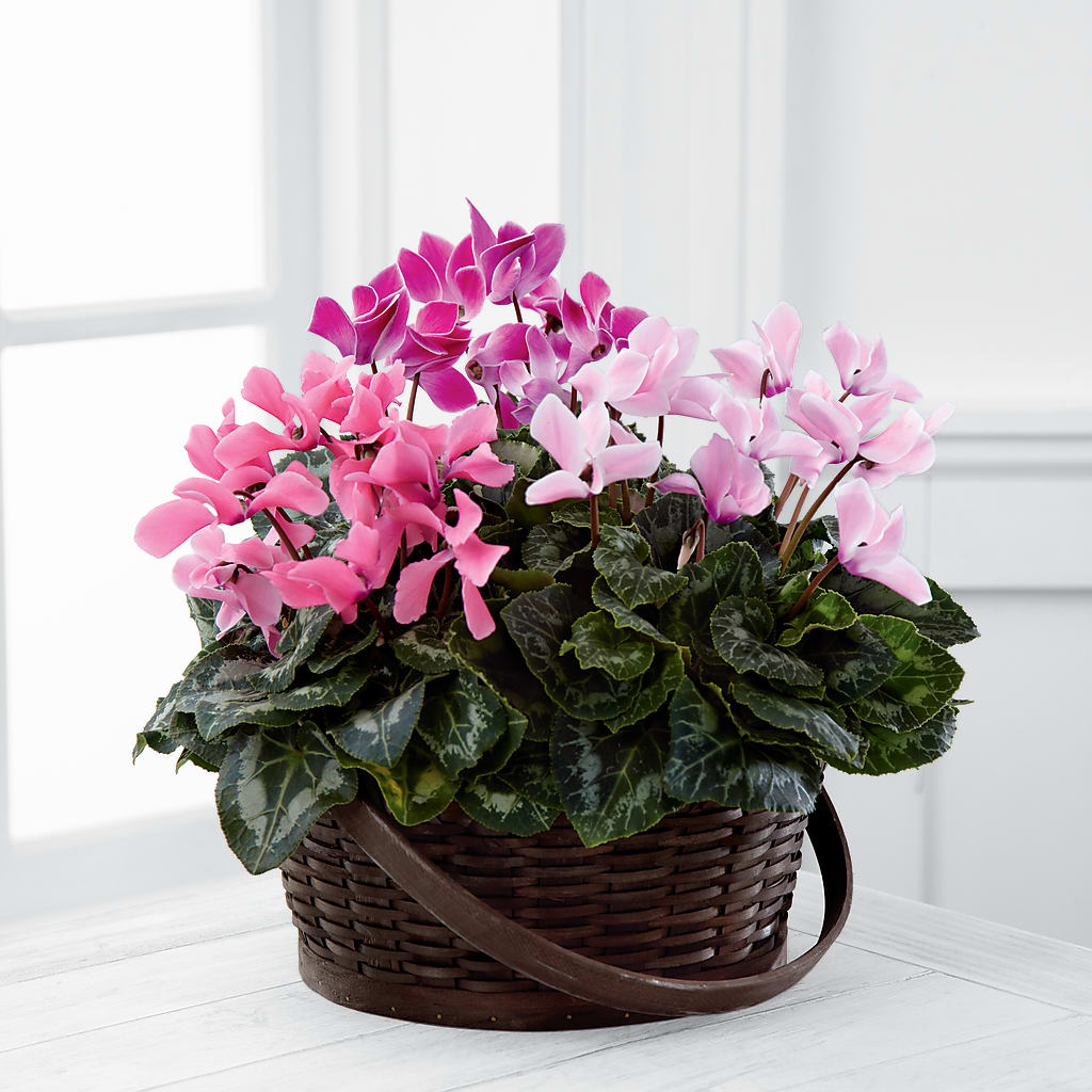 Mixed Cyclamen Planter – SMITH'S, Salt Lake City UT