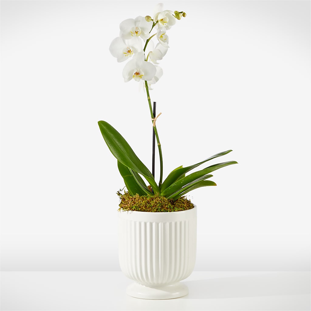 Whispering White Orchid – SMITH'S, Salt Lake City UT