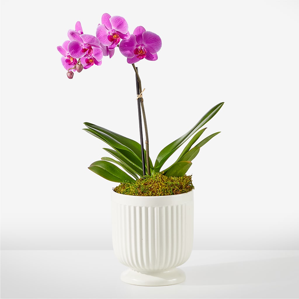 Friendly Fuchsia Orchid – SMITH'S, Salt Lake City UT