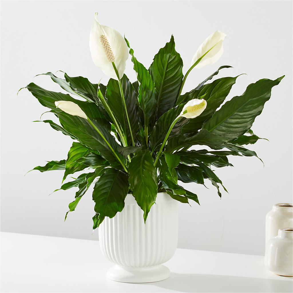 Comfort Planter – SMITH'S, Salt Lake City UT