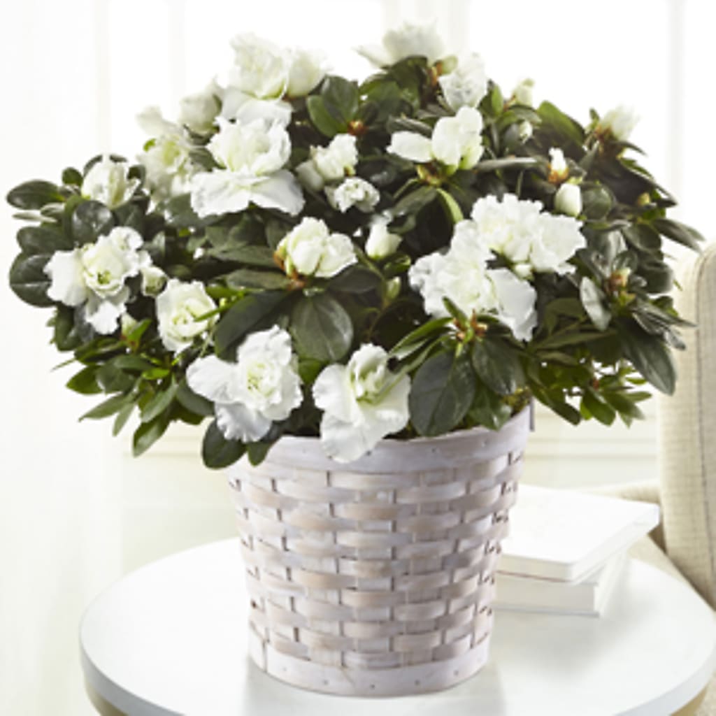 White Azalea Plant – SMITH'S, Salt Lake City UT