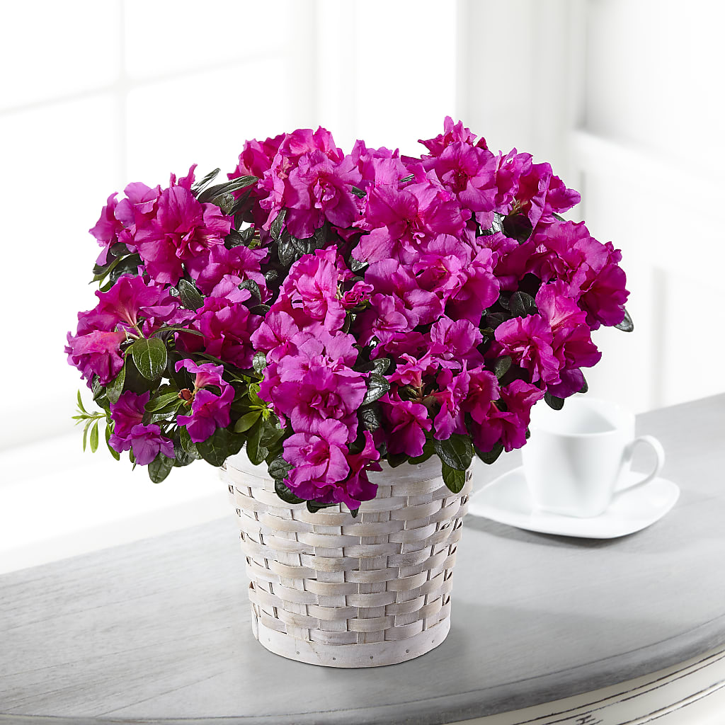 Hope & Serenity Azalea Plant – SMITH'S, Salt Lake City UT
