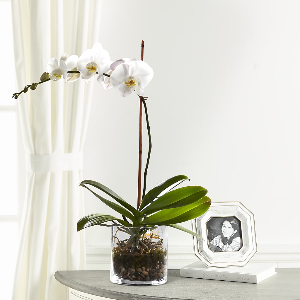 White Orchid Planter – SMITH'S, Salt Lake City UT