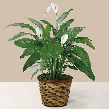 Tranquil Moments Peace Lily Plant – SMITH'S, Salt Lake City UT