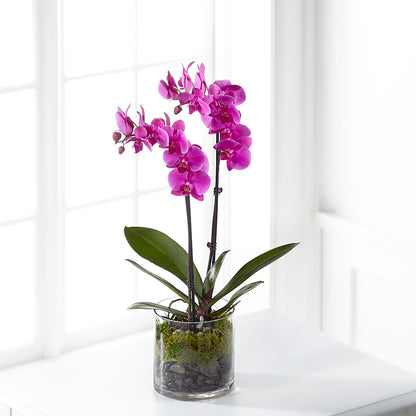 Pink Orchid Plant – SMITH'S, Salt Lake City UT